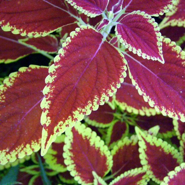 کاشت گل حسن یوسف(Coleus) با قلمه