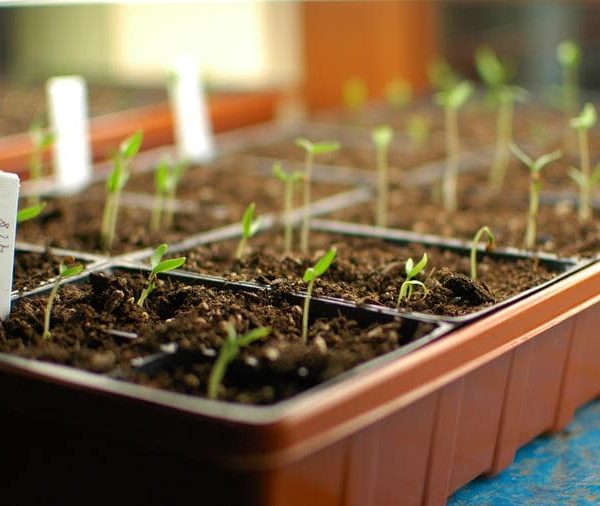 مراقبت بعد از کاشت بذر در خانه