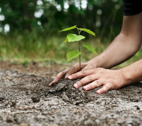 چه زمانی بکاریم؟