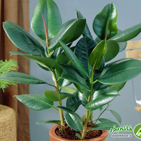 فیکوس - راهنمای صحیح کاشت گیاه فیکوس