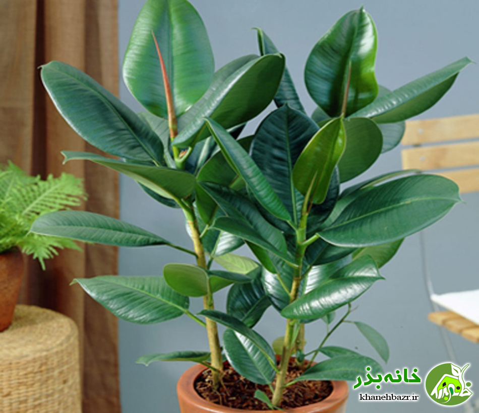 فیکوس - راهنمای صحیح کاشت گیاه فیکوس