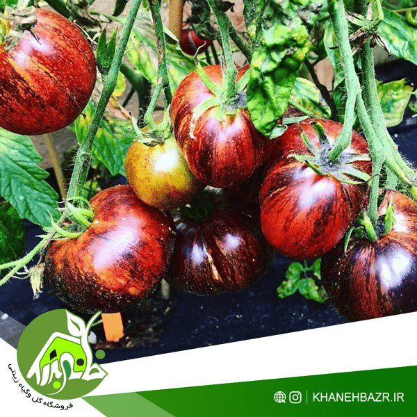 گوجه فرنگی کهکشان تاریک