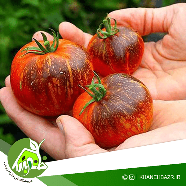 گوجه فرنگی کهکشان تاریک