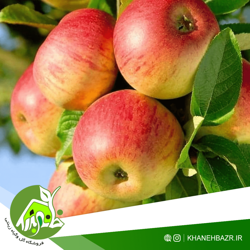 نهال سیب گلاب