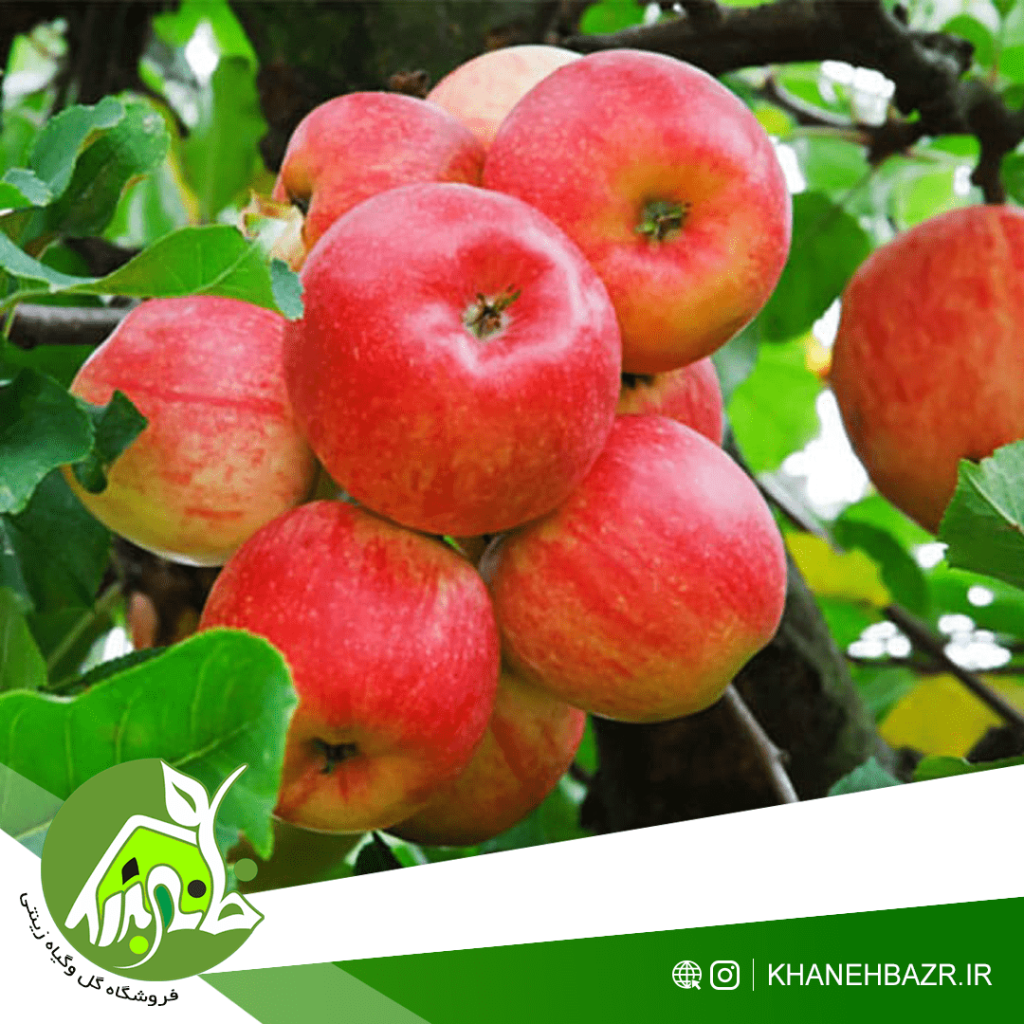 نهال سیب گلاب