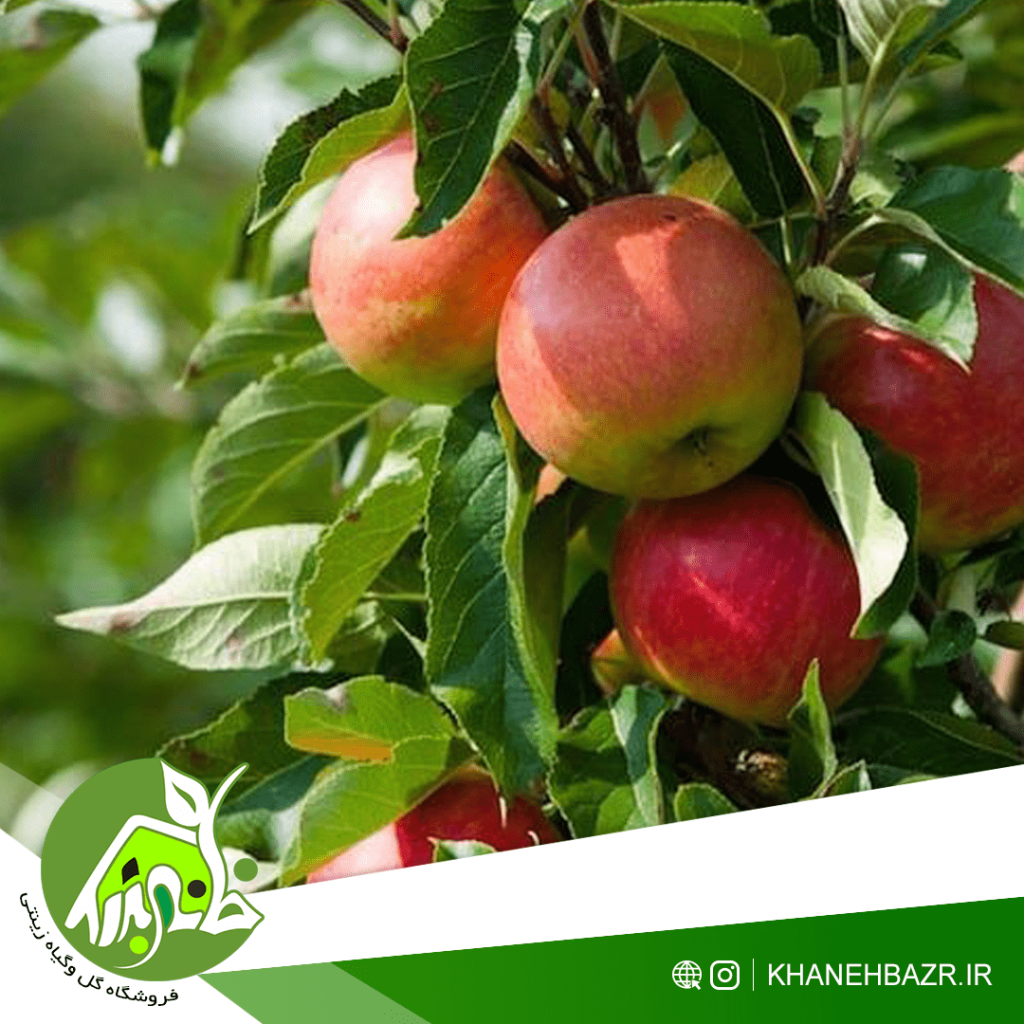 نهال سیب گلاب