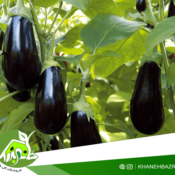 کاشت بادمجان