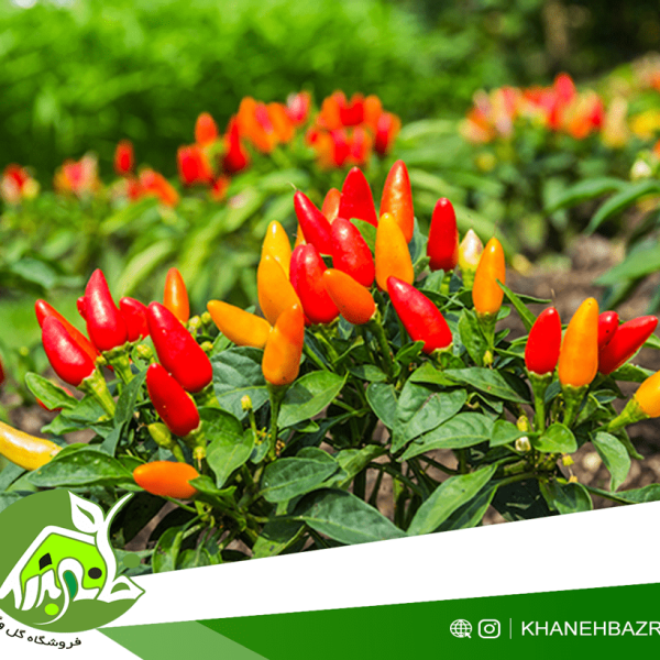 راهنمای کاشت فلفل تند