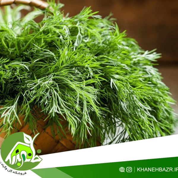 راهنمای کاشت شوید