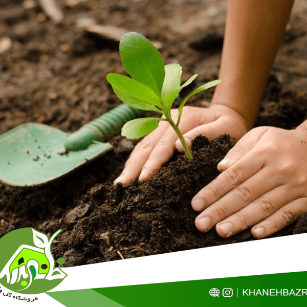 راهنمای کاشت لوبیا