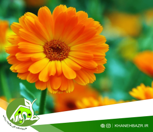 راهنمای کاشت گل همیشه بهار
