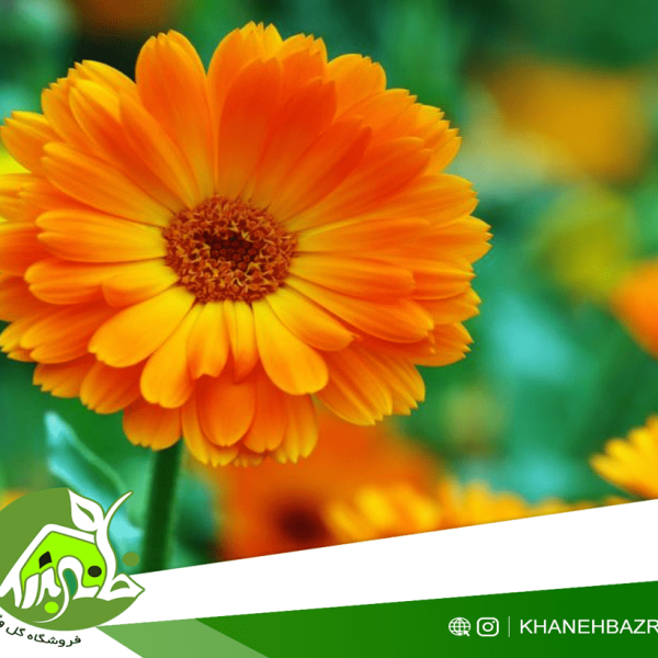 راهنمای کاشت گل همیشه بهار