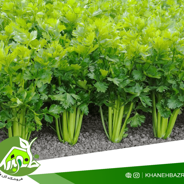 راهنمای کاشت کرفس