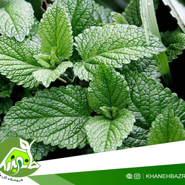راهنمای کاشت نعناع