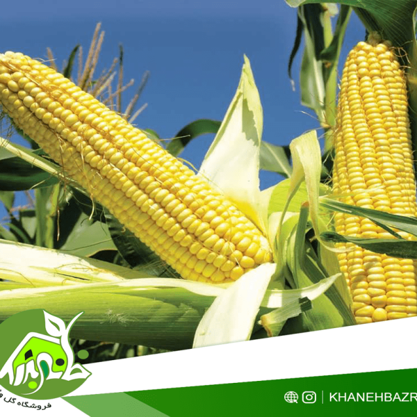 راهنمای کاشت ذرت