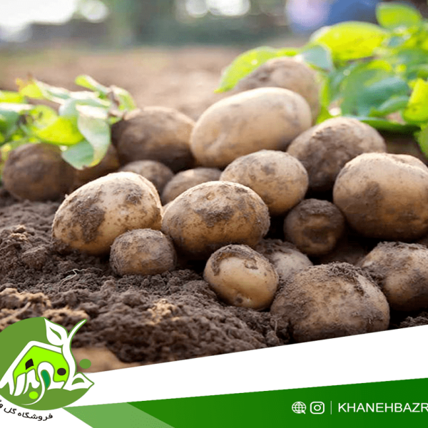 راهنمای کاشت سیب زمینی