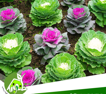 راهنمای کاشت کلم