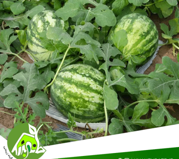 بهترین خاک برای کاشت هندوانه