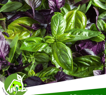 بذر ریجان سبز - راهنمای کاشت ریحان